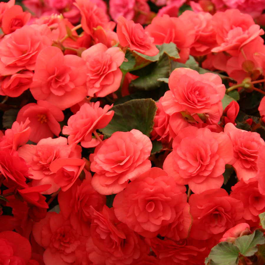 B. ‘Solenia Dark Pink’
